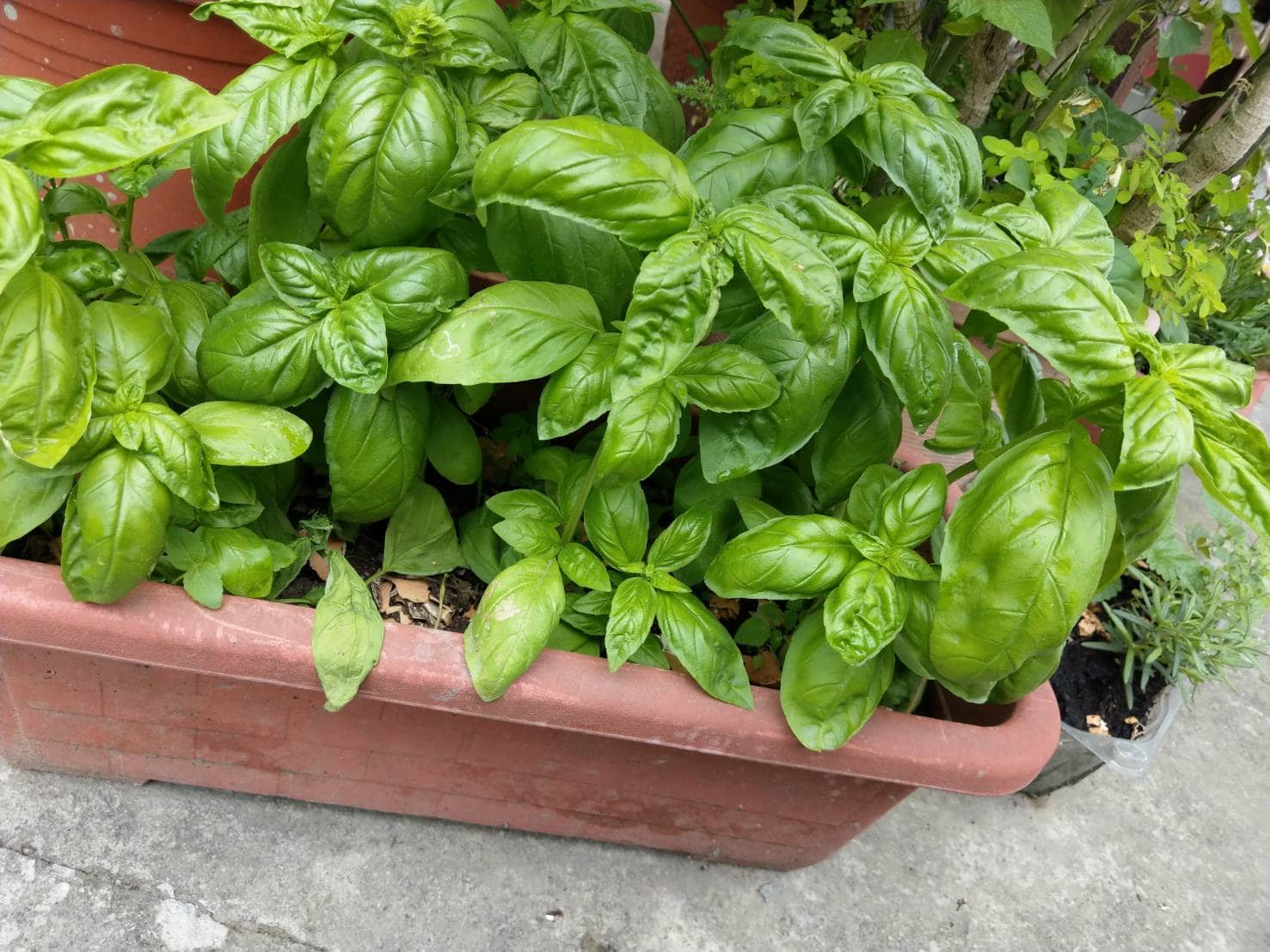 植物